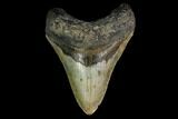 Fossil Megalodon Tooth - North Carolina #149422-1